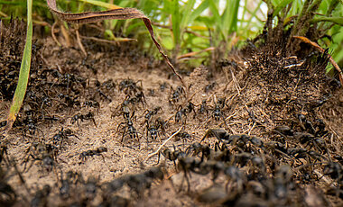 Afrikanische Matabele-Ameisen bei einem Jagdzug.