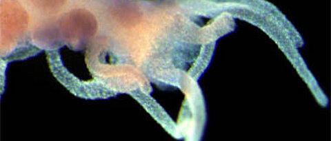 Der Süßwasserpolyp Hydra. In seinem Erbgut stießen Wissenschaftler auf den Hinweis, dass die sexuelle Fortpflanzung ein einmaliges Ereignis in der Evolution war. (Foto: Johanna Fraune)