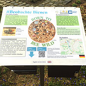 Auf Info-Tafeln erfahren Interessierte mehr über das Leben der Wildbienen.