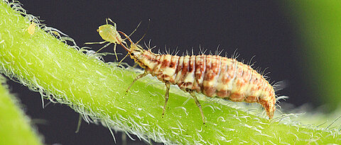 The larva of chrysopidae with its prey, a potato aphid; biological pest control using natural predators boosts yields and benefits additionally from reduced tillage and landscapes of great structural diversity.