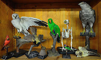 Hier sieht man mehrere Objekte der Zoologischen Lehrsammlung.Hauptsächlich werden ausgestopfte Vögel ausgestellt, sowie ein Skelett und Schädelknochen eines Vogels. Alles befindet sich in einer Vitrine.