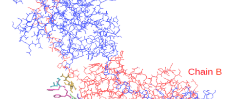 Picture of Protein structure of TRPM7 kinase domain (provided by Prof. Thomas Dandekar, University of Würzburg)