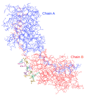 Picture of Protein structure of TRPM7 kinase domain (provided by Prof. Thomas Dandekar, University of Würzburg)