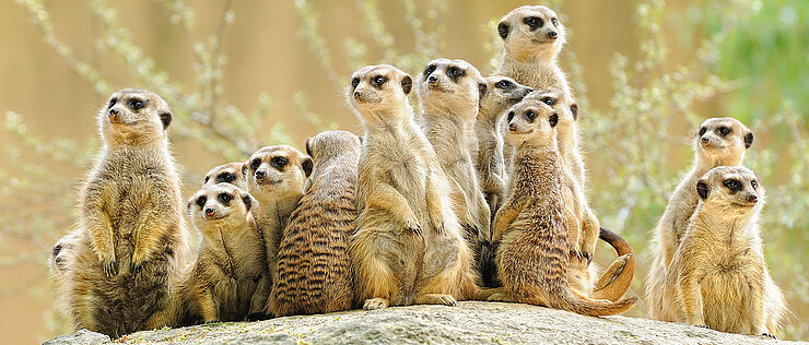 Eine Gruppe Erdmännchen. Die afrikanischen Säugetiere nutzen kontrolliertes Lernen, um ihren Nachwuchs auf die Gefahren des Alltags vorzubereiten. 