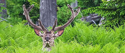 Rothirsch im Wald