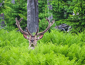 Rothirsch im Wald