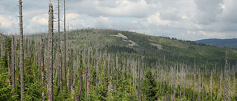 Spruces killed by bark beetles in the Bavarian Forest National Park