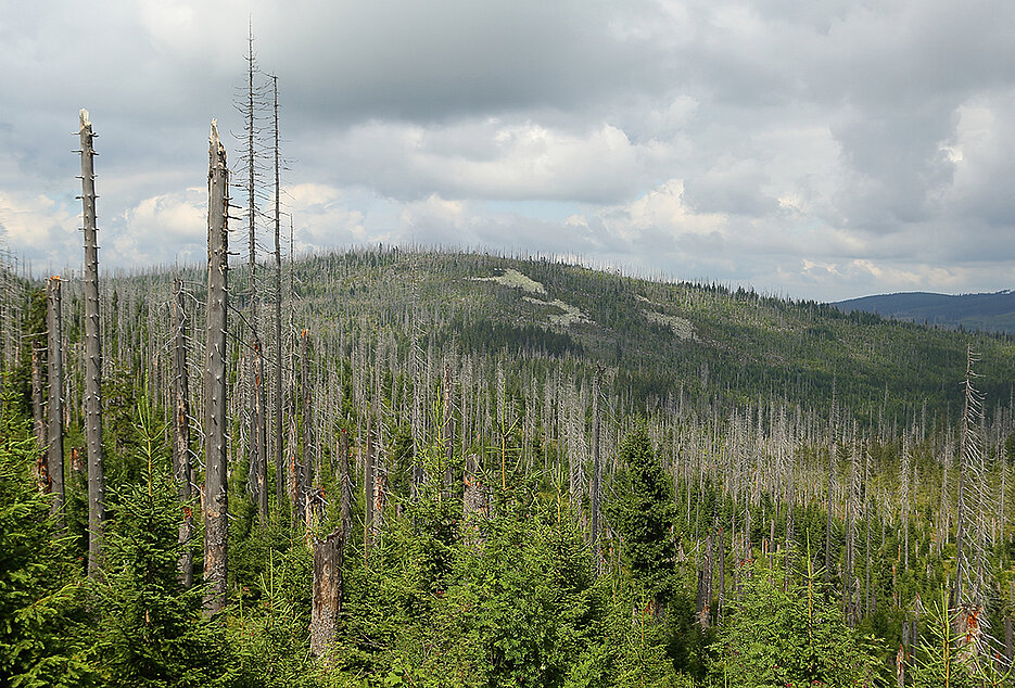 Blick auf einen Wald, in dem viele Fichten abgestorben sind.