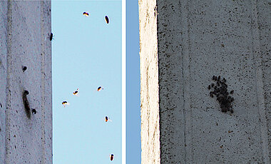 Bienenvolk in einem Strommast in Galicien.