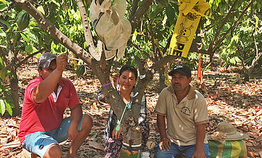 Landwirte aus der Region haben die Wissenschaftlerinnen unterstützt. Mit Käfigen um die Kakaobäume haben sie Fluginsekten ausgesperrt. Mit speziellen Barrieren haben sie verhindert, dass Ameisen an den Bäumen hochkrabbeln. (Foto: Justine Vansynghel / Universität Würzburg)