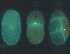 Mikroskopaufnahme eines sich teilenden Embryos des Fadenwurms C. elegans.