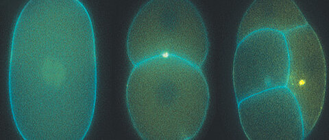 Mikroskopaufnahme eines sich teilenden Embryos des Fadenwurms C. elegans.