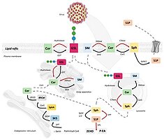 Graphic Sphingolipids:  Effectors and Achilles Heals in Viral Infections?