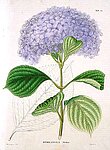 Hydrangea otaxa