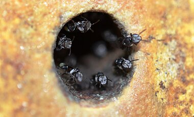 Bienen Nestwächter
