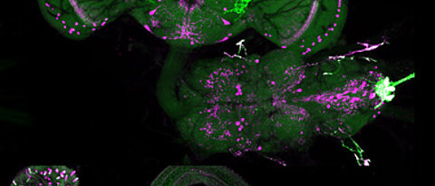 Allatostatin A-producing cells in the nervous system and midgut (magenta) and genetic labeling (green) in fruit flies. (Photo: Team Wegener)