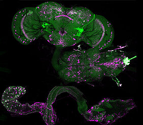 Allatostatin A-producing cells in the nervous system and midgut (magenta) and genetic labeling (green) in fruit flies. (Photo: Team Wegener)