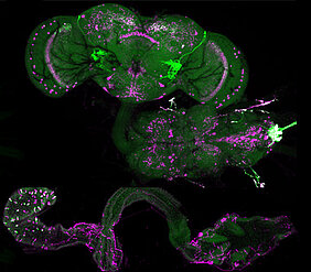 Allatostatin A-herstellende Zellen im Gehirn und Mitteldarm der Taufliege (magenta) und genetische Markierung (grün). (Foto: AG Wegener)