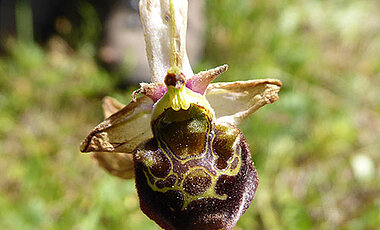 Eine Besonderheit auf den mainfränkischen Trockenrasen: die Hummelragwurz Ophrys holoserica. (Foto: Gerd Vogg)