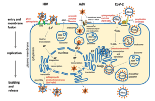 Graphic Three examples of viral replication cycles 