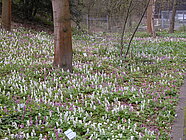 Wald im Frühling (Foto: BGW)