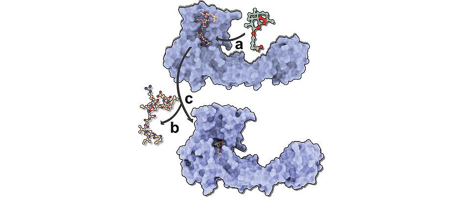 Schematische Darstellung des Rezeptor-Artemisinin - Konkurrenz um eine gemeinsame Bindungsstelle in Gephyrin. 