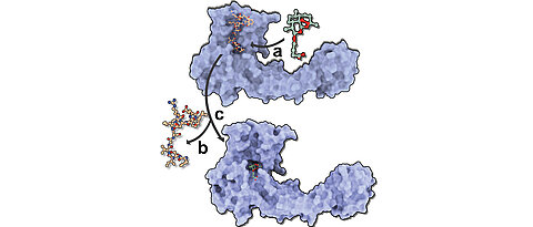 Schematische Darstellung des Rezeptor-Artemisinin - Konkurrenz um eine gemeinsame Bindungsstelle in Gephyrin. 