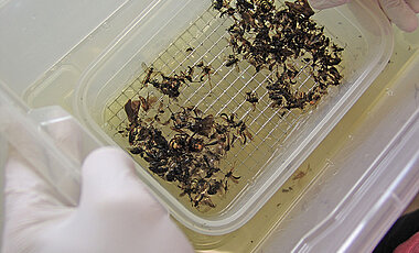 A sample of insects caught in a trap.