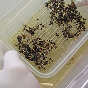 A sample of insects caught in a trap.