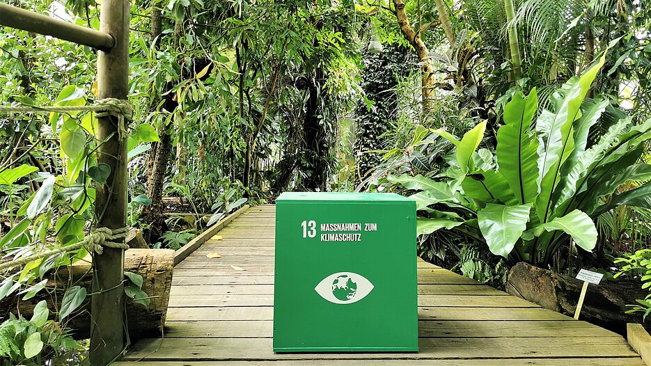 Für den Themenschwerpunkt Klimawandel steht das Ziel Nr. 13, Maßnahmen zum Klimaschutz, der UN-Nachhaltigkeitsagenda. Das Foto zeigt symbolisch einen Würfel mit diesem Ziel im Tropenschauhaus des Botanischen Gartens, im Bereich des Tieflandregenwaldes.