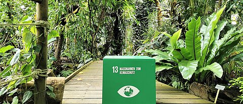 Für den Themenschwerpunkt Klimawandel steht das Ziel Nr. 13, Maßnahmen zum Klimaschutz, der UN-Nachhaltigkeitsagenda. Das Foto zeigt symbolisch einen Würfel mit diesem Ziel im Tropenschauhaus des Botanischen Gartens, im Bereich des Tieflandregenwaldes.