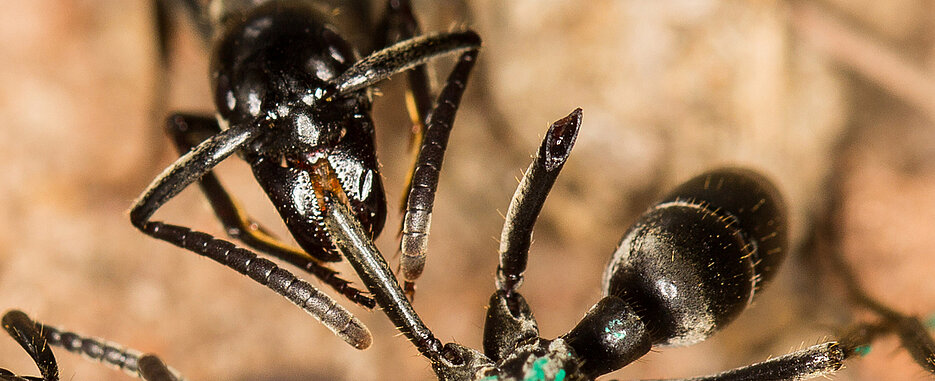 Medicine of ants | Mirage News