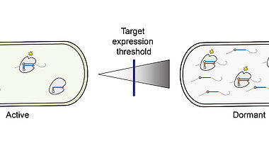 Die Menge an Fremd-RNA beeinflusst die Immunantwort durch CRISPR-Cas13-Systeme.