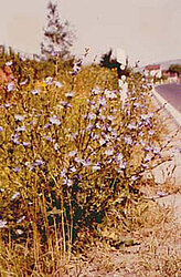 Straßenbegleitende Vegetation Unterfrankens