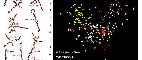 Das RNA-Universum der Bakterien: Links die Strukturen verschiedener regulatorischer RNA-Moleküle, rechts deren bevorzugte Protein-Bindungsparter. (Bild: Alexandre Smirnov)