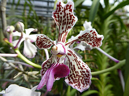 Vanda Hybride