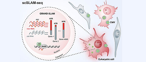 Illustration of the single-cell analysis using scSLAM-seq.