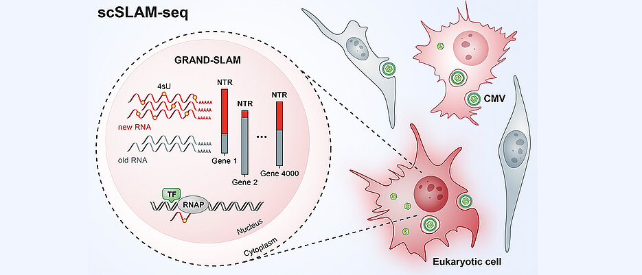 Illustration of the single-cell analysis using scSLAM-seq.