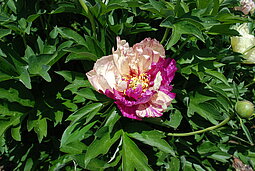 Paeonia Itoh Hybride cv. Lollipop