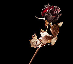 Dead Rose