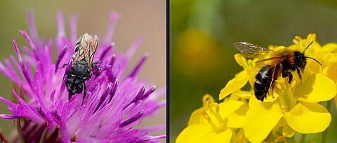 Two endangered species found by the researchers on the Hubland Campus (from left): the dark two-toothed bee (Aglaoapis tridentata) and the sand bee (Andrena tscheki).
