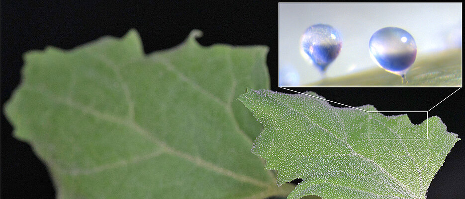 Quinoa stores salt in the bladder cells on its leaves. (Picture: Jennifer Böhm)