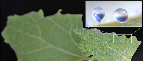 Quinoa stores salt in the bladder cells on its leaves. (Picture: Jennifer Böhm)