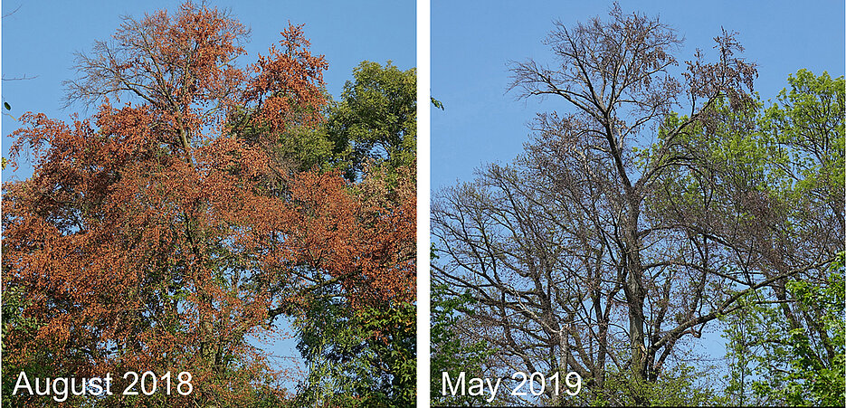 Premature leaf senescence of a beech tree during the 2018 event, followed by lacking leaf flushing and canopy dieback in the following year. 