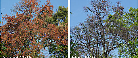 Premature leaf senescence of a beech tree during the 2018 event, followed by lacking leaf flushing and canopy dieback in the following year. 