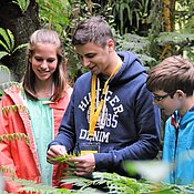 Im Tropengewächshaus lernen Schüler:innen Farne und andere Pflanzen der Bergnebelwälder kennen. Das Foto zeigt Schüler:innen, die bei einer Führung im Botanischen Garten einen Farn betrachten.