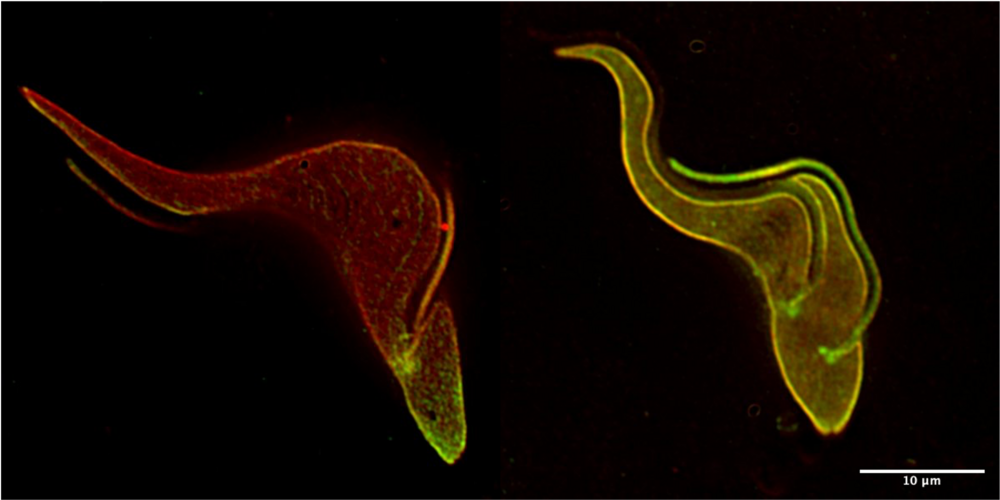 A T. brucei wildtype cell showing mainly posterior tubulin tyrosination (left) vs. a Vash KO cell with full tubulin tyrosination (right). Tubulin is shown in red, tyrosinated tubulin in green. © Marinus Thein
