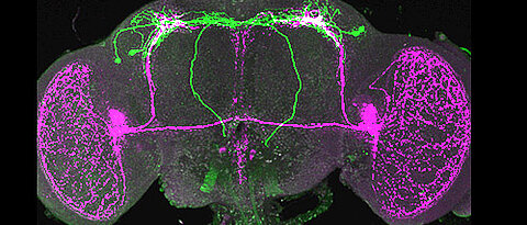 PTTH neurons (green) connect the circadian clock (magenta) of the brain with the peripheral clock in the prothoracic gland. (Foto: AG Wegener)