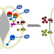 Schematic illustration of the regulating processes at the guard cells.