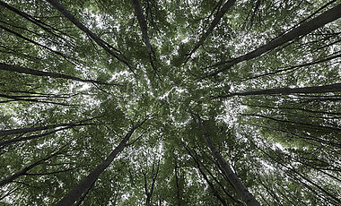 Gloomy outlook: little sunlight penetrates through the dense canopy of the beech forest. 